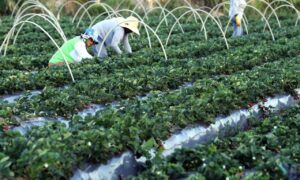 Agricultores ganham perfil digital exclusivo para acessar serviços públicos