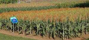 Cultura do sorgo ganha espaço nas safras brasileiras