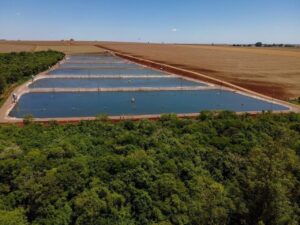 Palotina alcança 2° lugar na produção de pescados do Oeste do Paraná