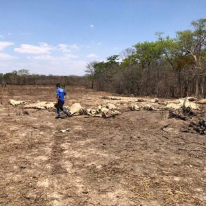 Dezenas de bois morrem de fome em fazenda