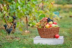 Modelo de produção integrada traz mais qualidade aos vegetais