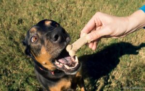 Secretaria pede devolução compulsória de petiscos após morte de cães