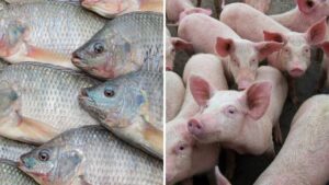 Oeste do Paraná é primeiro lugar nacional em rebanho de suínos e produção de tilápias