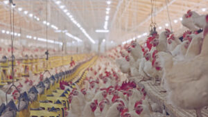 Novo Certificado Digital aumenta eficiência na venda da carne de aves