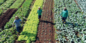 Conheça a horta orgânica que é referência de produção no Oeste do Paraná