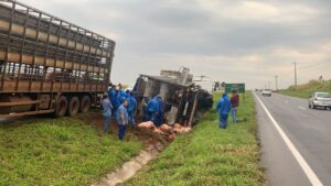 Porcos morrem e ficam espalhados na pista após acidente no Paraná