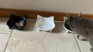 Inusitado: Gata faz amizade com rato e até divide comida
