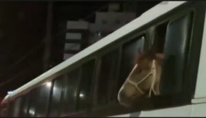 Cavalo no busão? Flagrante mostra animal na janela do ônibus