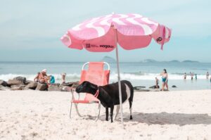 Conheça a história de Rebeca: a ovelhinha carioca adotada por um pai “carneiro”