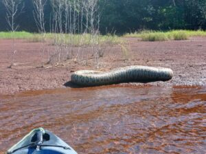 Impressionante: pescadores encontram sucuri gigante no Lago de Santa Helena