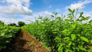 Adubação verde melhora produtividade nas lavouras