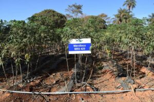 Nova cultivar de mandioca garante alta produtividade e muitos benefícios