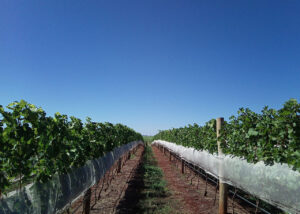 Uvas e vinhos diferenciados; saiba como a agricultura de precisão ajuda nisso