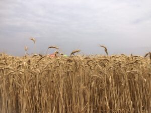 Com novas tecnologias, agricultores apostam em aumento da produtividade do trigo