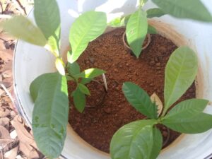 Novo método permite produção de castanhas em pequena escala