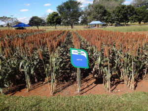 Produção de sorgo sobe quase 40% no Brasil