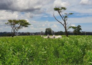 Plantios consorciados reduzem emissões de metano em até 70%