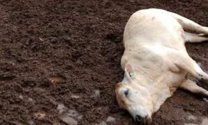 Bezerros são atingidos por raio e morrem no Paraná