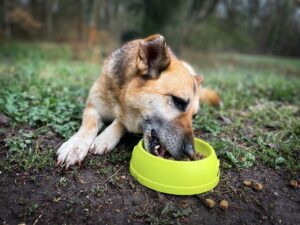 Contaminação de petiscos caninos: mais uma empresa terá que recolher produtos