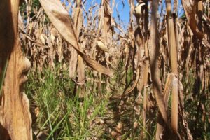 Publicado Zoneamento Agrícola de Risco para o ano safra 2022/2023 do milho