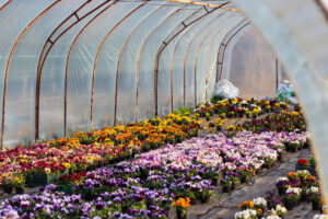 Produtores de flores estão otimistas que primavera vai aquecer vendas