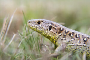 Animais silvestres eram vendidos ilegalmente pela internet