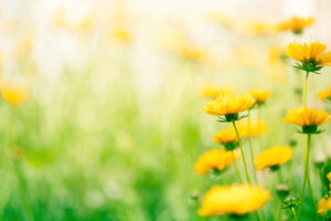 Saiba como fica o tempo no primeiro fim de semana da primavera