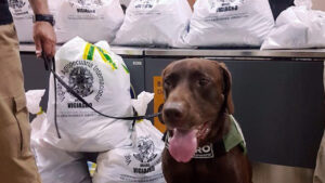 Cães farejadores são grandes aliados na fiscalização de produtos agropecuários ilegais