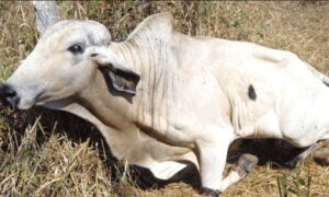 Animal contaminado com raiva morre no Oeste do Paraná