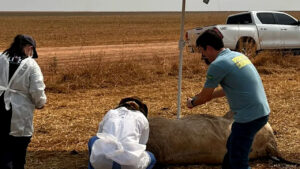 Vereador acusado de roubo de gado está em estado grave; animal abatido passou por perícia