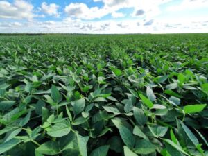 Rotação de safra impulsiona o agronegócio em SP