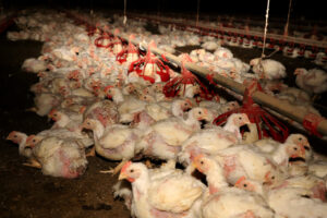 Custo de produção do frango é um dos mais altos da história