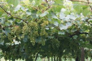 Conheça os vinhos feitos com uva totalmente brasileira