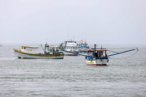 Governo do Paraná quer atualizar identificação da venda dos peixes das espécies “cação”