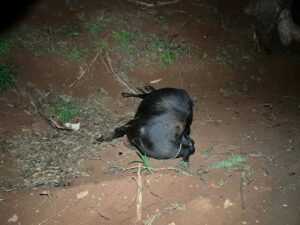 Boi morre atropelado em rodovia no Oeste do Paraná