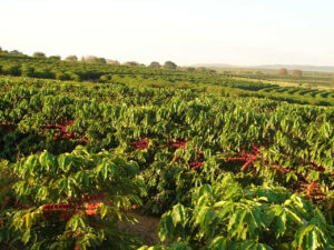Ferramenta biotecnológica agiliza lançamento de novas cultivares de café