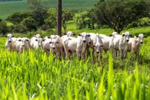 Conheça o ranking dos estados que lideram ações de sustentabilidade no agro