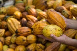 Lançado desafio para startups na busca de soluções para produção de cacau