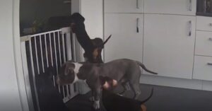 Cachorro é flagrado em fuga genial e ganha fama na internet