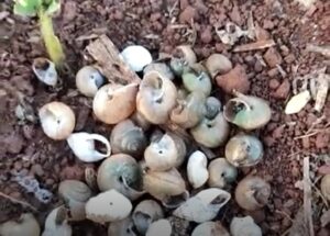 Caracóis e lesmas atacam soja em propriedade afetada pela chuva no PR