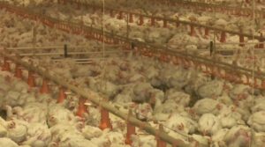Avicultores precisam estar atentos para doenças dos animais que podem causar prejuízos