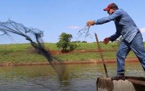 Oeste é protagonista em produção de tilápias e lidera ranking nacional