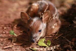 Conheça o novo morador do Zoológico de Cascavel e ajude a escolher o nome dele
