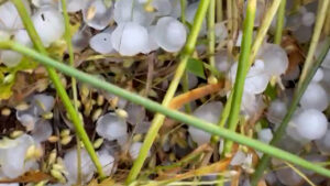 Granizo deixa rastro de destruição em lavouras no Sudoeste do PR
