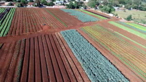 Hortaliças e chuva acima da média: saiba dicas sobre os cuidados na horta