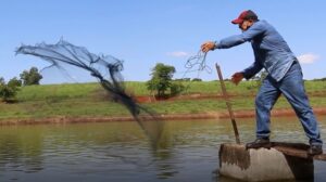 Para evitar perdas, produtores de peixes precisam ter cuidados especiais no frio