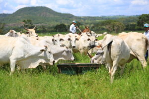Cuidados com o cocho de alimentação garantem mais ganho de peso ao rebanho