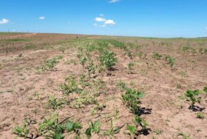 Começa vazio sanitário no Mato Grosso