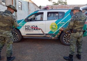 Animais silvestres eram vendidos ilegalmente no PR