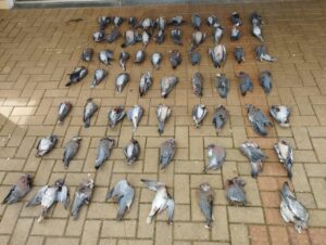 Caça ilegal de aves termina em multa de R$ 32 mil no PR